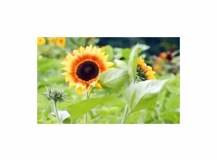 3 g Saaatgut Sonnenblumen Herbstschönheit Garten Pflanzen – Samen F-S506