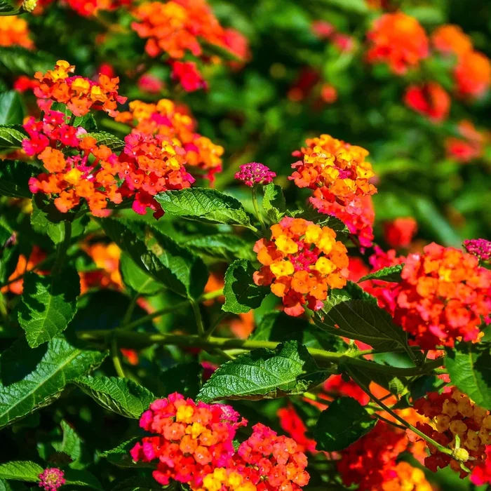 3 Lantana Passionsfrucht