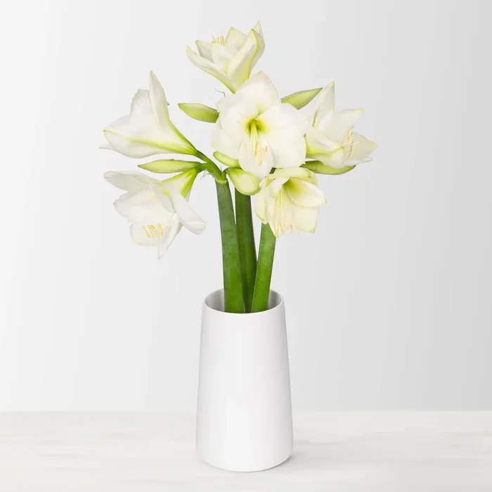 3 weiße Amaryllis ‚White Sensation‘