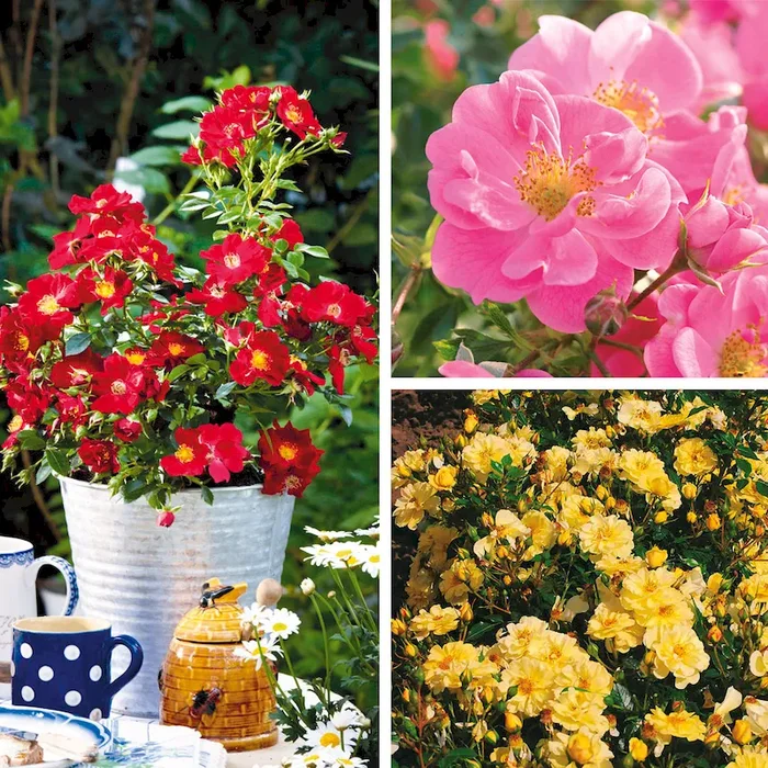 3 x Strauchrosen ‚Bienenweide‘ im Sparpaket Rosa Hybrid – Bestellnummer 2216569