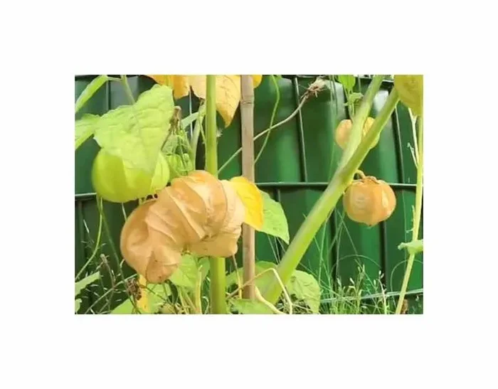 30 Korn Andenbeeren Kapstachelbeeren Garten Pflanzen – Samen F-S111