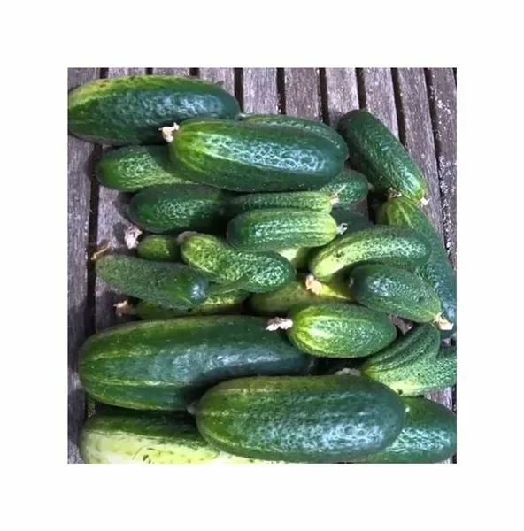 30 Korn Einlegegurken (Bio) Vorgebirgstrauben Garten Pflanzen – Samen F-S625