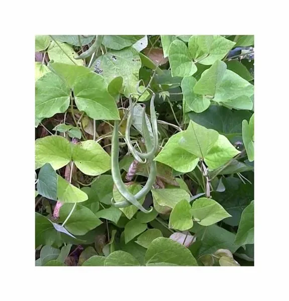 30 Korn Feuerbohnen (Bio) Preisgewinner Garten Pflanzen – Samen F-S618