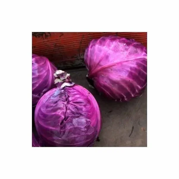 30 Korn Rotkohl Red Flame Garten Pflanzen – Samen F-S159