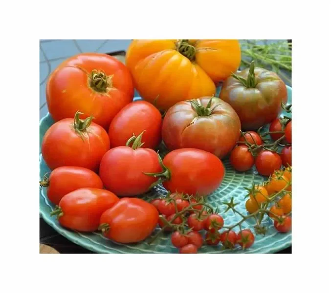 30 Korn Tomaten Variationen Garten Pflanzen – Samen F-S357