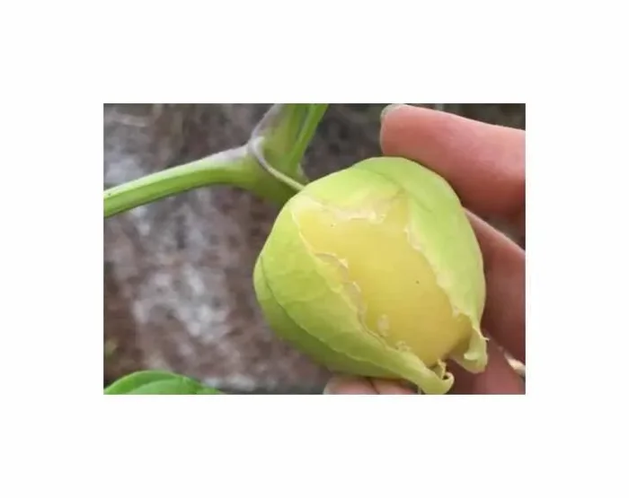 30 Korn Tomatillo Physalis ixocarpa Garten Pflanzen – Samen F-S113