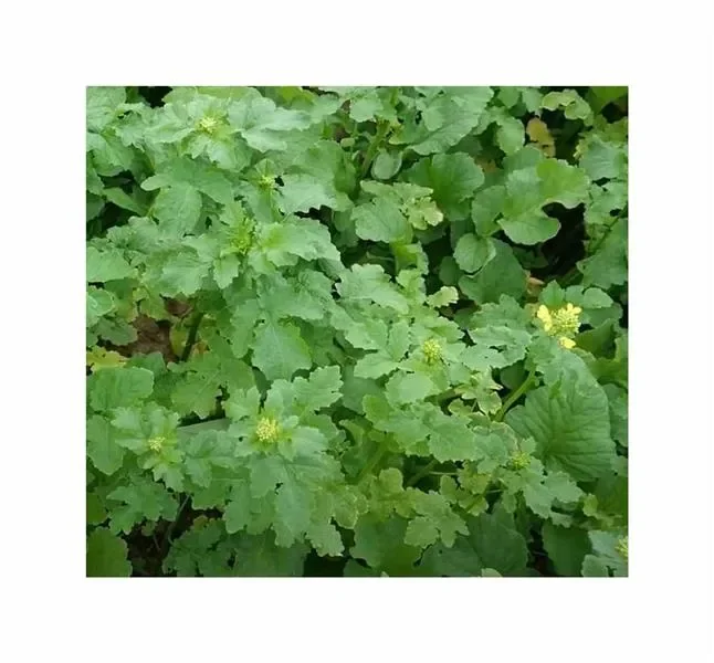 300 g Gelbsenf Garten Pflanzen – Samen F-S714