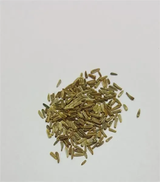 300x Margerite Alaska Chrysanthemum leucanthemum Saatgut Pflanzen – Samen K52