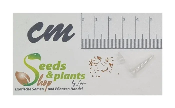 30x Agonis flexuosa Baum Garten Pflanzen – Samen ID1084