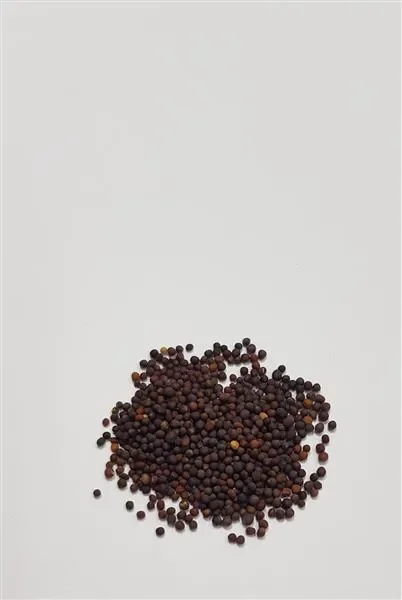 30x Asiatische Salat Mischung- Alte Sorten Samen Gemüse KS478