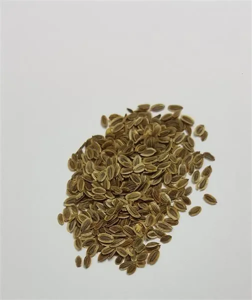 30x Dill Bouquet Anethum Graveolens Samen Garten Saatgut Frisch Neuheit KS207