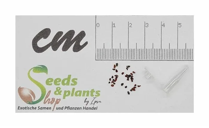 30x Eucalyptus pilularis Baum Garten Pflanzen – Samen ID1305