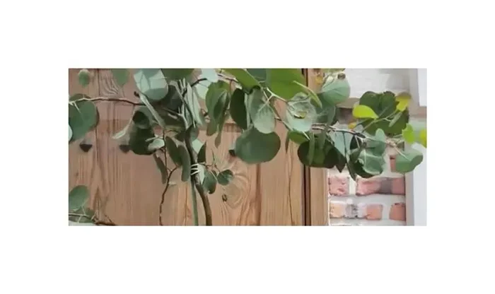 30x Eucalyptus polyanthemos Baum Garten Pflanzen – Samen ID1306