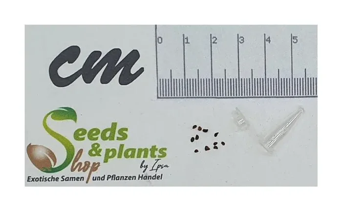 30x Eucalyptus risdonii Risdon Eucalyptus Garten Pflanzen – Samen ID1311
