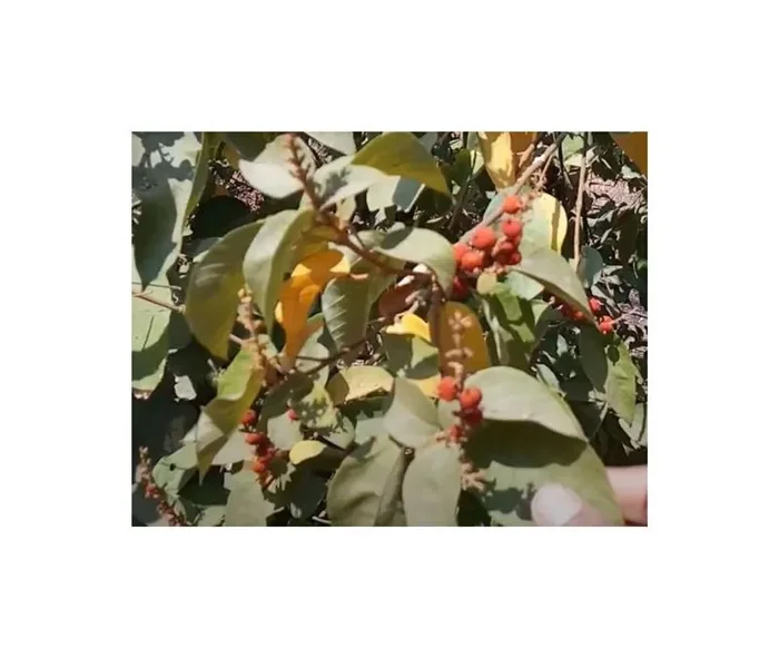 30x Mallotus philippensis Baum Garten Pflanzen – Samen ID1431