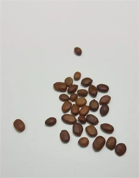 30x Prosopis cineraria Khejri Garten Baum Pflanzen – Samen ID48