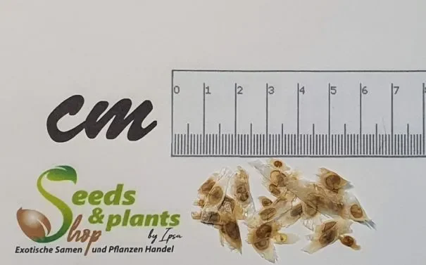 30x Tecoma stans Trompetenstrauch gelb Garten Pflanzen – Samen B337