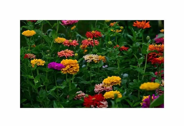 30x Zinnien Zinnita Mischung Garten Pflanzen – Samen F-S691