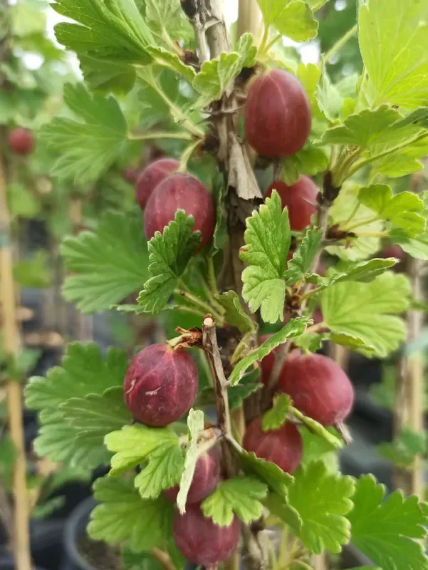 3er Set Stachelbeeren ‚Hinnonmäki rot‘, ‚Hinnonmäki gelb‘ & ‚Mucurines grün‘