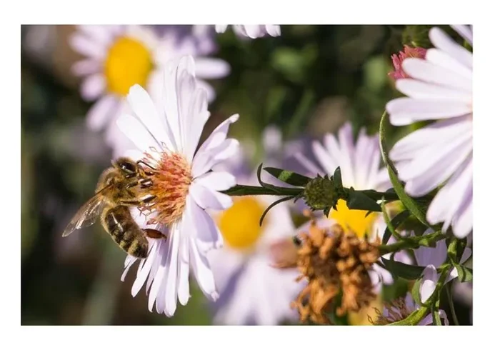 3x Aster dumosus Schneekissen Herbstaster Stauden Garten – Pflanzen K-P414