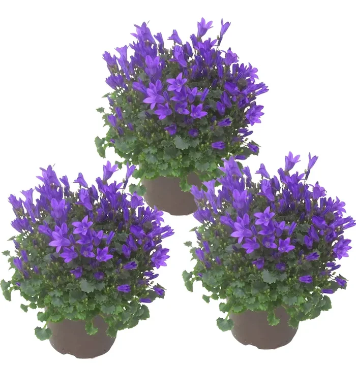 3x Campanula portenschlagiana blau – Dalmatiner Glockenblume