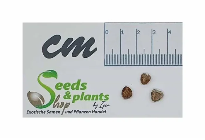 3x Commiphora pseudopaolii Baum Zierpflanze Bosai Pflanzen – Samen ID1819