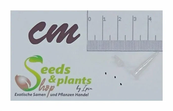 3x Dionaea muscipula Schuppenstiel Venusfliegenfalle Pflanzen – Samen B1267