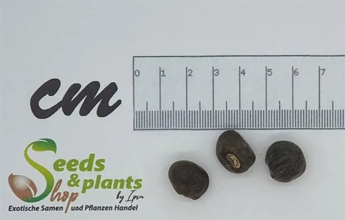 3x Ensete ventricosum Banane Zierbanane Garten Pflanzen – Samen B1409