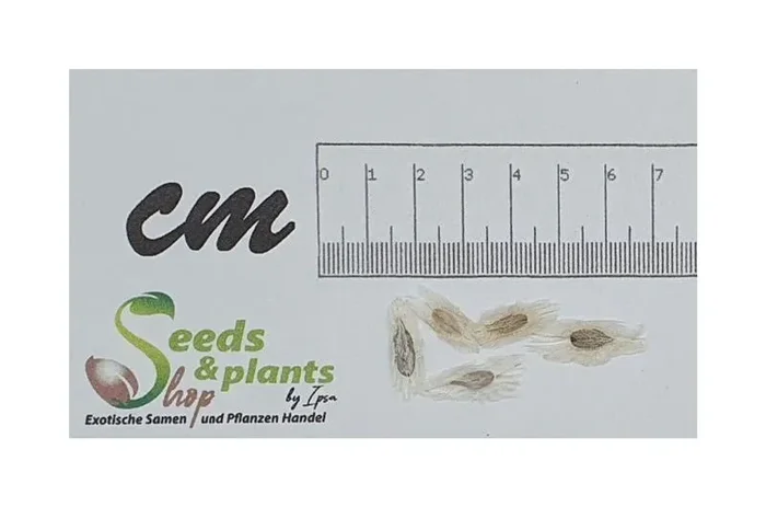 3x Fouquieria diguetii Ziersträucher blühend Garten Pflanzen – Samen B1499