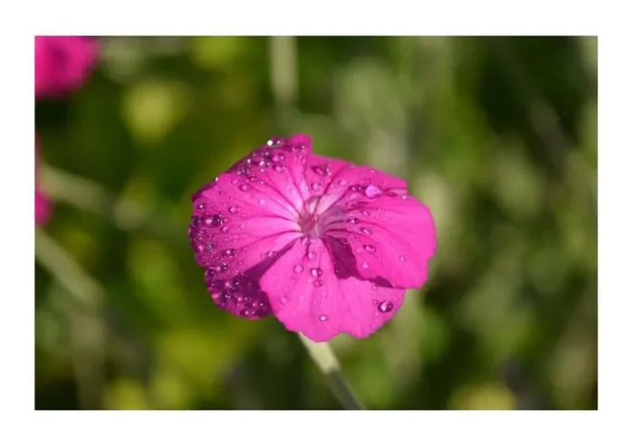 3x Kronen Lichtnelke Lychnis Coronaria Pechnelken Garten – Pflanzen K-P415