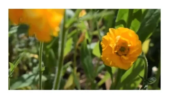 3x Nelkenwurz Lady Stratheden Geum chiloense Stauden Garten – Pflanzen K-P416