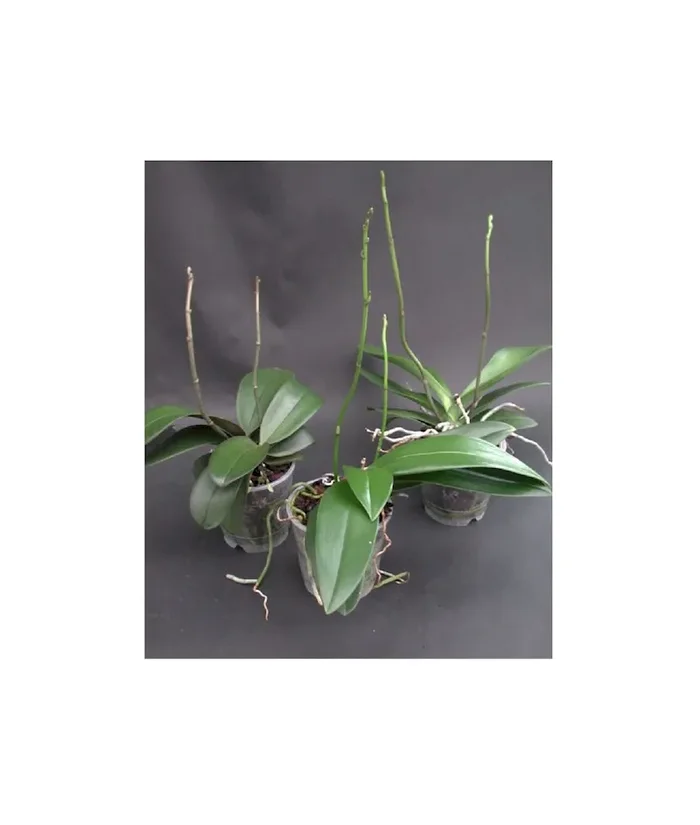 3x Phalaenopsis Grüner Daumen Sortiment Sonderfarben Orchidee OW89
