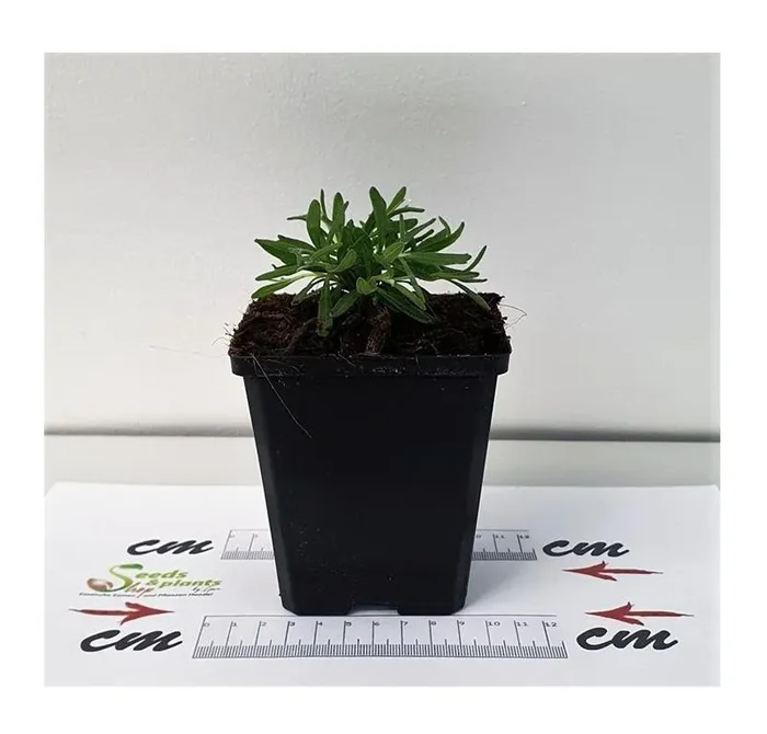 3x Weißblühender Lavendel Alba white Lavandula Topf Garten – Pflanzen K-P59