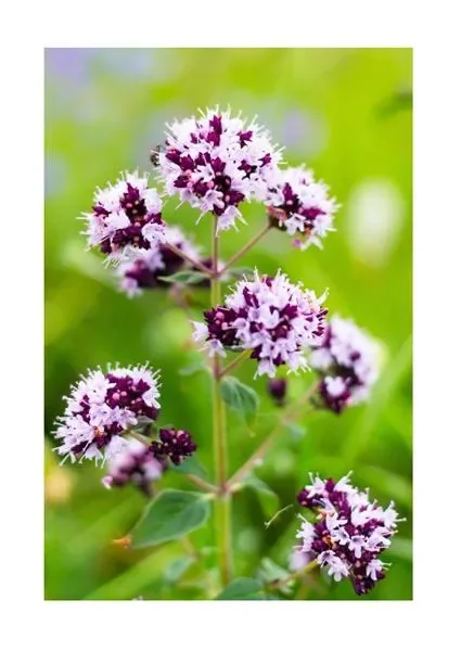 3x Wilder Majoran Oregano Origanum vulgare Topf Kräuter – Pflanzen K-P244