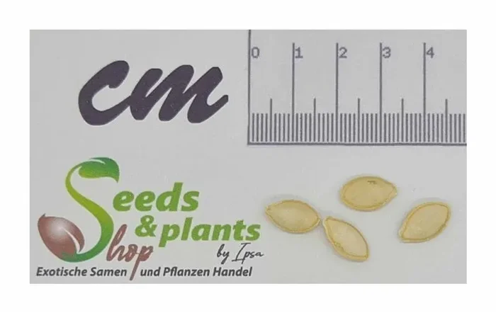 4 Korn Zucchini Black Forest F1 Garten Pflanzen – Samen F-S190