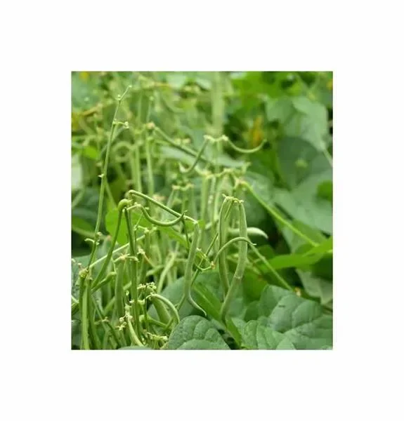 40 g Buschbohnen Maxi Garten Pflanzen – Samen F-S68