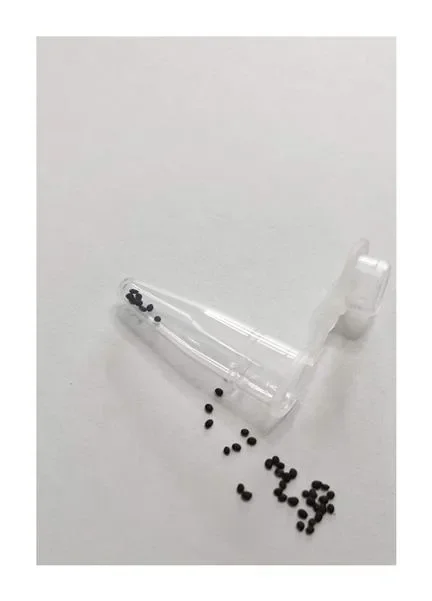 40x CHENOPODIUM Kopfiger CAPITATUM Erdbeerspinat Gemüse Samen A378
