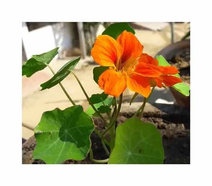 40x Kapuzinerkresse Alaska Salmon Orange Garten Pflanzen – Samen F-S450