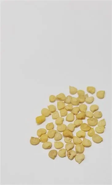 40x Pfeffer spanische Cayenne Long Slim Paprika Gemüse Pflanzen Samen K386