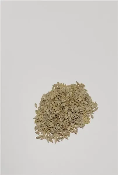 40x Pflücksalat Lettuce Lollo Rossa EKO- Salat Samen Gemüse KS453