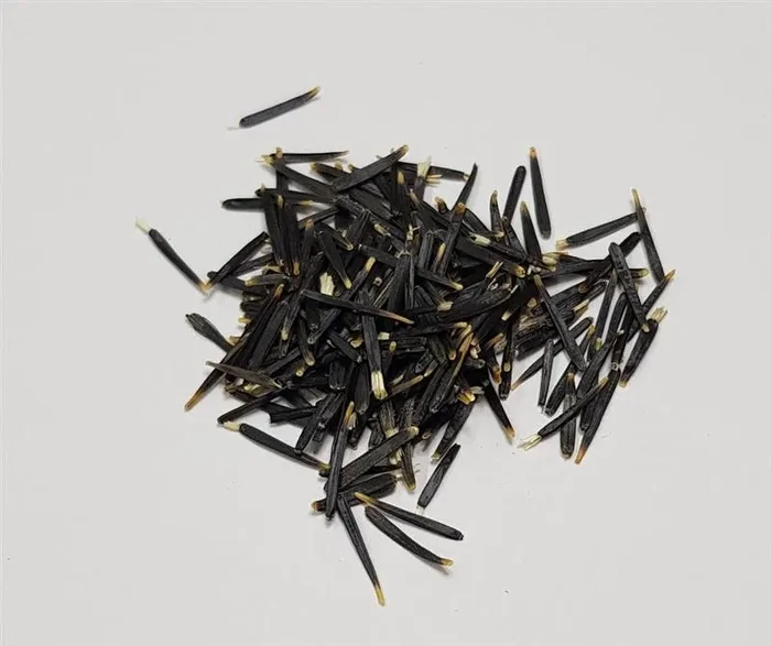 40x Samtblume Petite Yellow Tagetes Studentenblume Pflanzen – Samen KS347