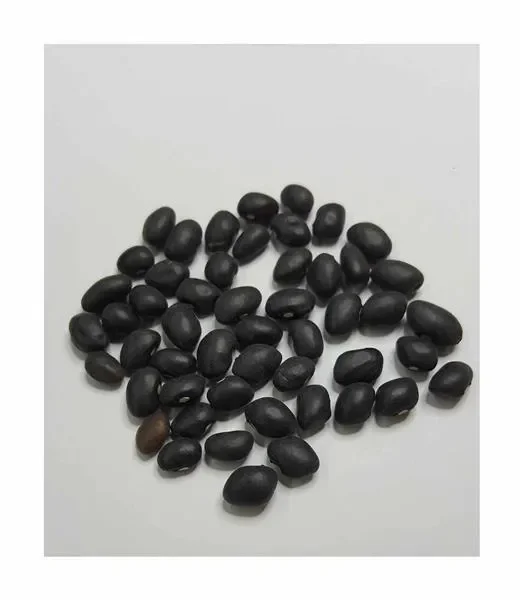 45x SCHWARZE BIO Buschbohnen Garten Gemüse Pflanzen – Samen SV6