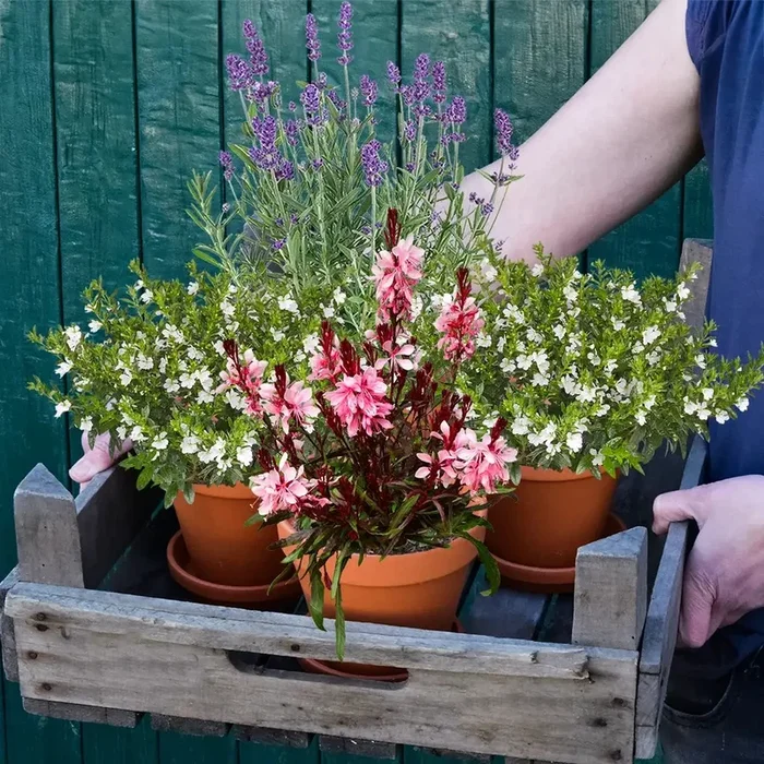 4er Box Frische Bienenweide