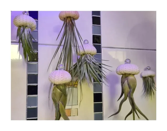 4x Seeigel Qualle Mix Luftreinigende Hängepflanze mit Lebende Tillandsia SI4