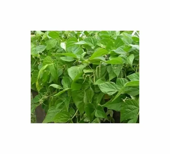 50 g Buschbohnen Ferrari Garten Pflanzen – Samen F-S78