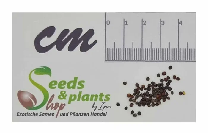 50 Korn Butterkohl Goldvital Garten Pflanzen – Samen F-S39