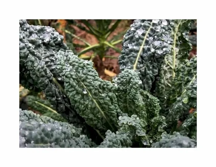 50 Korn Palmkohl (Bio) Nero di Toscana Garten Pflanzen – Samen F-S636