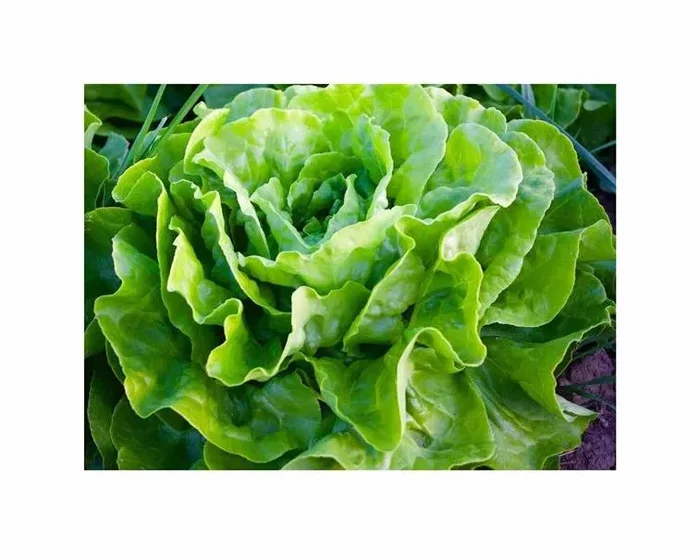 500 Korn Kopfsalat Kagraner Sommer Garten Pflanzen – Samen F-S322