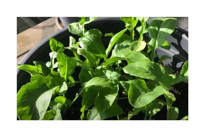 500 Korn Salatrauke Rucola, einjährig Garten Pflanzen – Samen F-S324