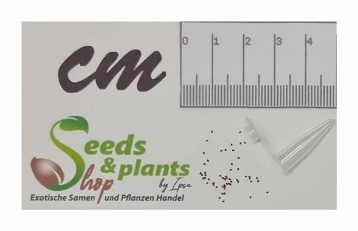 50x Peremochez Orient Tabak Garten Pflanzen – Samen TB11